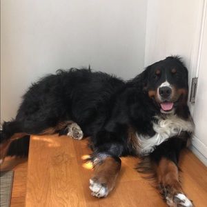 Meet your Posher, Jake